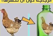 صورة لغز كيف تخرج الدجاجة من الزجاجة دون كسرها؟