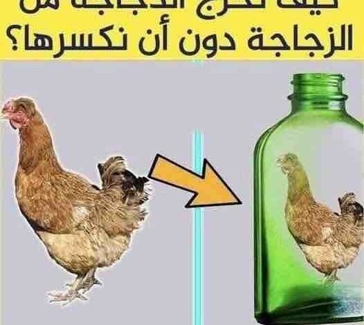 صورة لغز كيف تخرج الدجاجة من الزجاجة دون كسرها؟